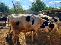Bulle, Russian Black pied cattle — Foto 4