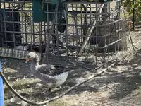 Geese — foto 4