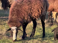 Montone, Pecore — foto 6