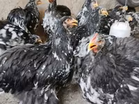 کوچین — عکس 2