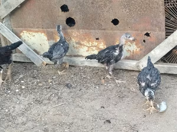 Chickens