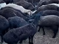 قوچ, گوسفند — عکس 3