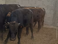Toro, Bovini — foto 5