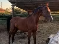 گھوڑا, Arabian horse — تصویر 3