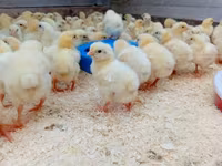 Chickens — 4. fotó