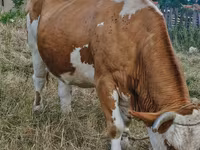 İnek, Simmental cattle — foto 1