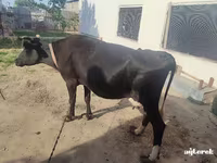 Ko, Russian Black pied cattle — foto 7
