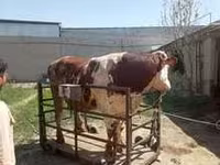Lembu jantan, Limousin cow — foto 4