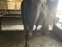 ወንድ በሬ, Swiss cattle — ፎቶ 5