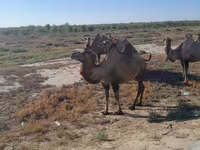Cămilă femelă, Kazakh Bactrian camel — foto 1