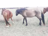 Koń, Mugalzhar horse — zdjęcie 1
