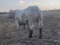 ወንድ በሬ, Charolais cattle — ፎቶ 8