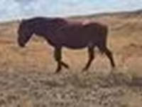 ม้าตัวเมีย, Kazakh horse — รูปภาพ 7
