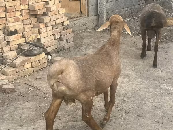 숫양, Rhon sheep