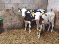 ወንድ በሬ, Simmental cattle — ፎቶ 1