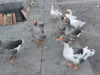 Geese — foto 6