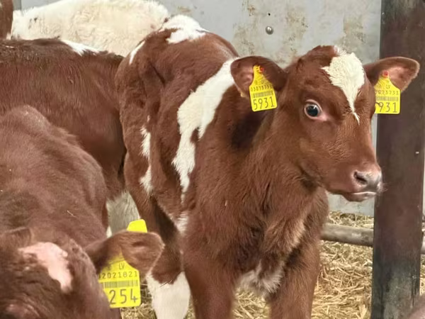 Touro, Simmental cattle