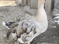 Geese — تصویر 1