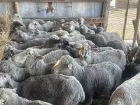 Biri-biri betina, Sheep — foto 3