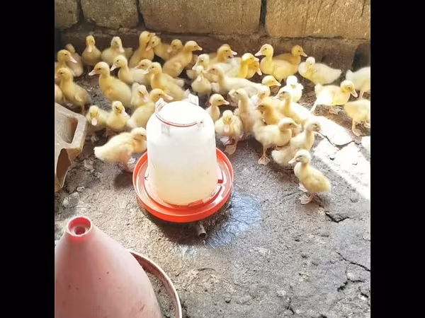 جرمن پکین