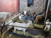 بز (گروه، جنسیت مشخص نشده), بز — عکس 8