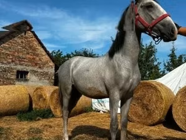 Hing, Lipizzaner