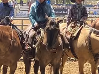 Cavallo, Quarter Horse — foto 8