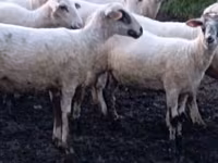 Schaf, Tsigai sheep — Foto 1