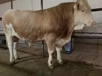 Tyre, Simmental cattle — foto 1