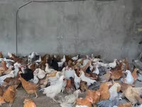 Chickens — الصورة 4