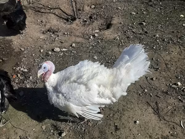 Turkeys