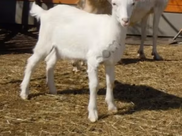 Billy Goat, Saanen goat — Russia