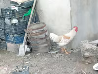 Chickens — Foto 1