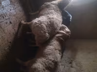 قوچ, Arashan sheep — عکس 6