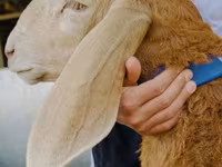 Baran, Dorper sheep — zdjęcie 1