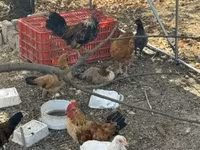 Chickens — 1. fotó