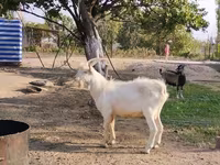 Kambing jantan, Saanen goat — foto 2