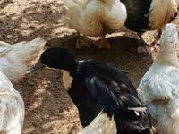 Nemački pekin — fotografija 6