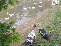 Chickens — 照片 4