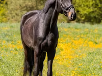Hengst, Paarden — foto 1