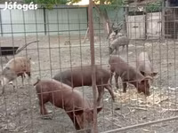 Babi hutan, Pigs — foto 2