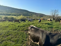 گاو ماده, Russian Black pied cattle — عکس 1