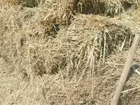 Продаю второй укос.Разнотравие(Аралаш) Тюки плотные,хорошо — foto 2