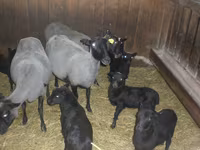 ላም, Cattle — ፎቶ 2