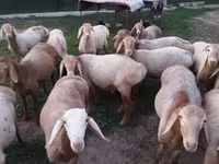 قوچ, Rhon sheep — عکس 3