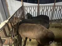 قوچ, Rhon sheep — عکس 3