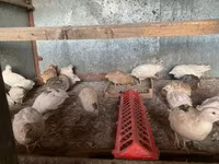 Quails — Foto 3