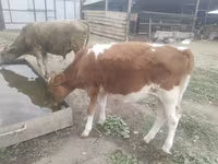 Vaca, Simmental cattle — foto 1