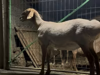 میش, Arashan sheep — عکس 7