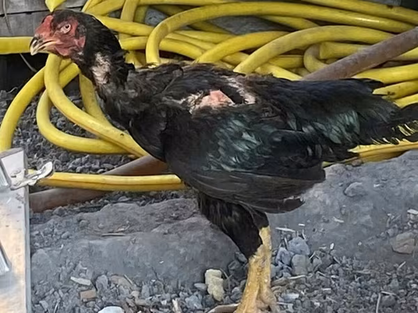 Chickens — Kyrgyzstan